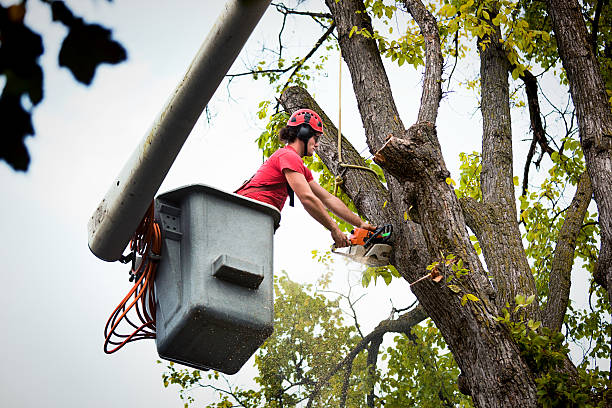 Leaf Removal in Tompkinsville, KY