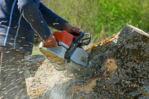 How Our Tree Care Process Works  in  Tompkinsville, KY