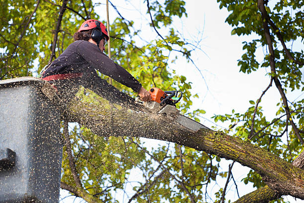 Best Tree Removal  in Tompkinsville, KY